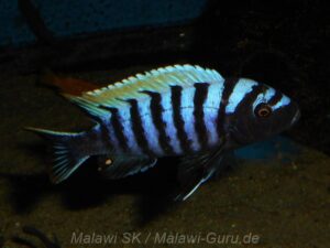 Cynotilapia zebroides 'Luhuchi'